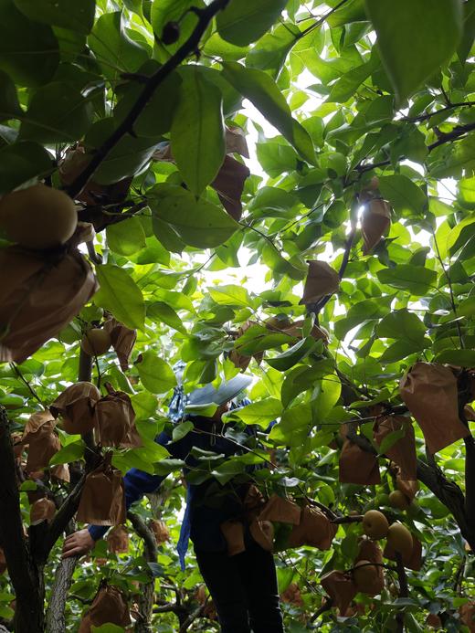 永新蜜梨12个装套袋果清甜多汁新鲜直达 商品图2