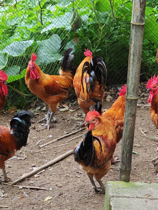 鸡鸭新春礼盒（老饕级） 商品图2