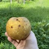 生态晶宝梨（瑕疵果） | 合作生产* Ecological Jingbao Pear | Partner Production 商品缩略图2