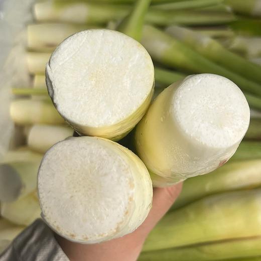 福建安溪茭白【约1.9斤】 商品图7