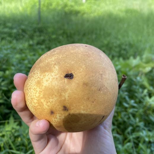 生态晶宝梨（瑕疵果） | 合作生产* Ecological Jingbao Pear | Partner Production 商品图3
