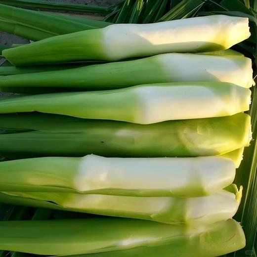 福建安溪茭白【约1.9斤】 商品图1