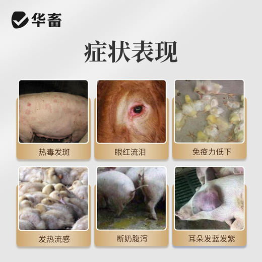 华畜兽用黄连解毒散500g 泻火解毒 抗病毒 甄选中药材 疗效更好 禽畜通用 商品图1