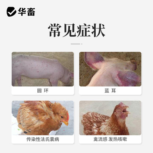 华畜扶正解毒散2斤装 扶正祛邪 清热解毒 增免疫 禽药抗病毒 商品图1