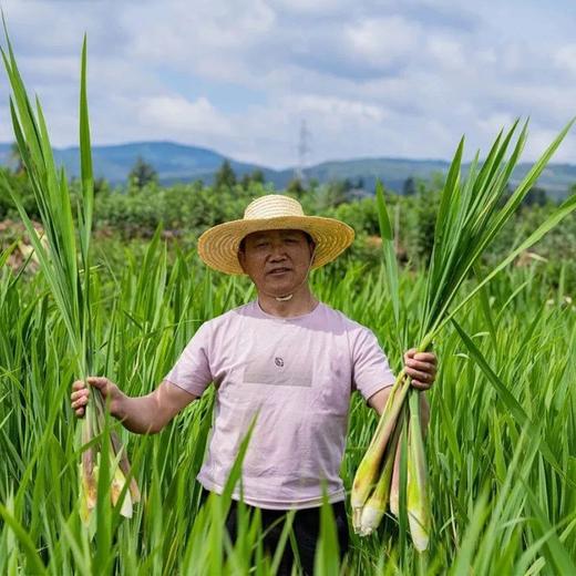 福建安溪茭白【约1.9斤】 商品图6