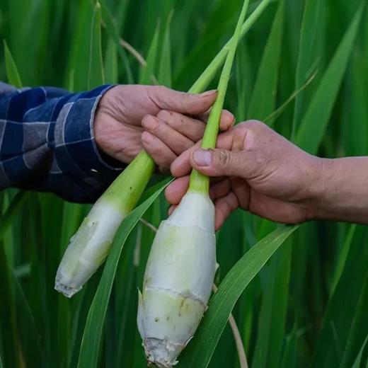 福建安溪茭白【约1.9斤】 商品图2