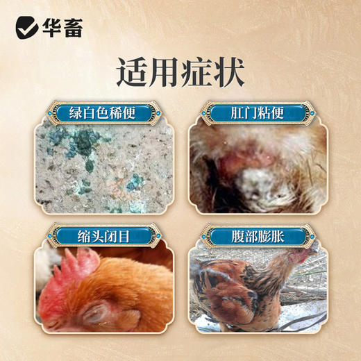 【积分兑换】华畜兽药四味穿心莲散500g 除湿化瘀泻痢积滞 大肠杆菌拉稀肠炎 禽用中兽药 商品图1