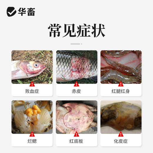 华畜水产 10%聚维酮碘溶液水产用10L 败血症 烂腮 化皮症 商品图1