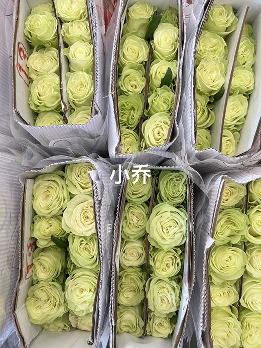 国产玫瑰-【小乔】 商品图2