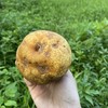 生态晶宝梨（瑕疵果） | 合作生产* Ecological Jingbao Pear | Partner Production 商品缩略图1