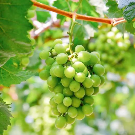 《预售》--0593【国企严选，山海食材】阳光玫瑰(5斤装含箱) 商品图0