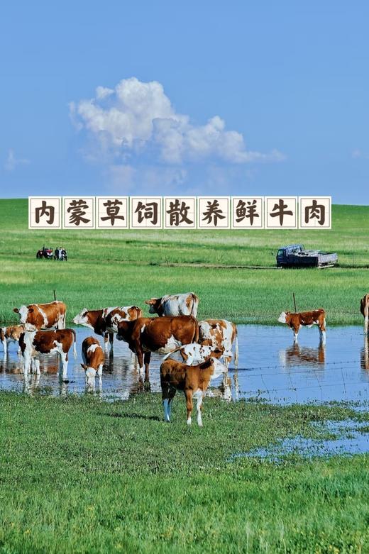 清真内蒙黄牛牛腱子109元约3斤1盒，预售26~27号到 商品图3