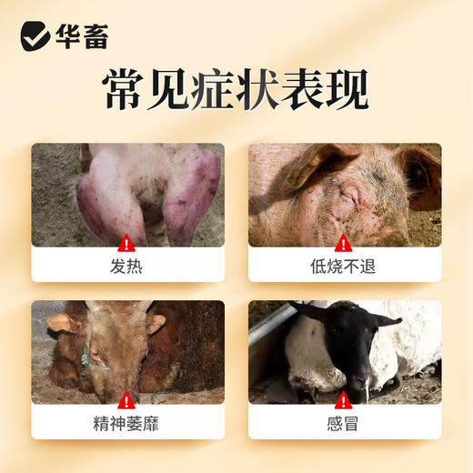 【积分兑换】小柴胡散 厌食不吃流感发热秋冬季必备猪牛羊鸡鸭鹅通用 商品图1
