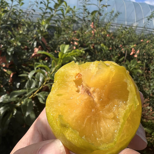 【云南黄金奈李】顺丰到家 新鲜采摘 皮薄肉脆 果肉细腻 清爽甘甜 鲜嫩多汁 果香怡人 恰当好处的甜蜜 3种规格任选 商品图1