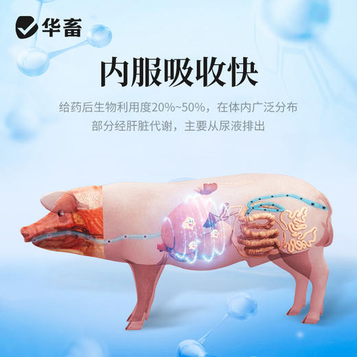华畜兽药 盐酸林可霉素可溶性粉 采用进口助溶剂 吸收更好 药效更强  商品图3