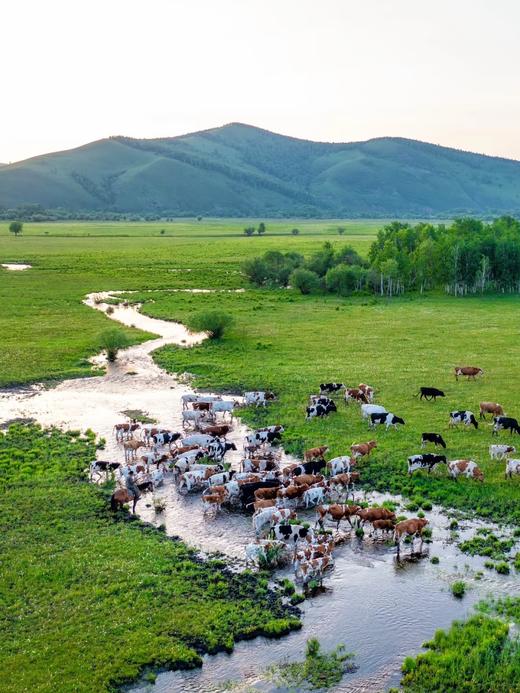 清真内蒙黄牛牛腱子109元约3斤1盒，预售26~27号到 商品图2