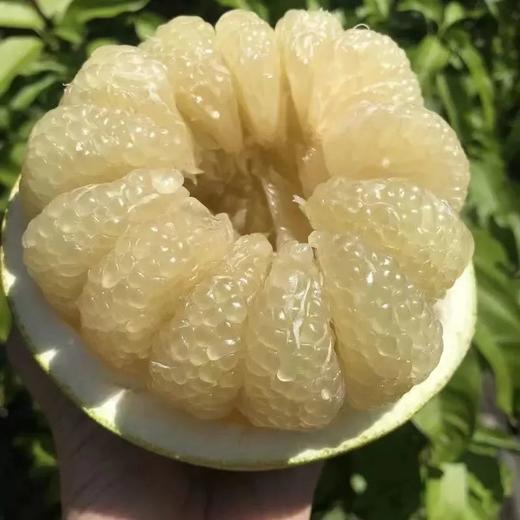 国产青柚来啦，4-4.5斤49.9云南西双版纳傣柚糖度可达15媲美泰国青柚还没出省就被本地人抢光的傣家之宝️ 吃到都是运气️基地直邮 商品图0