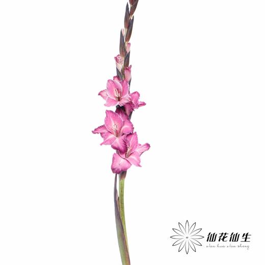 染色剑兰 | 洋葱紫(上色不一,介意慎拍) 商品图7