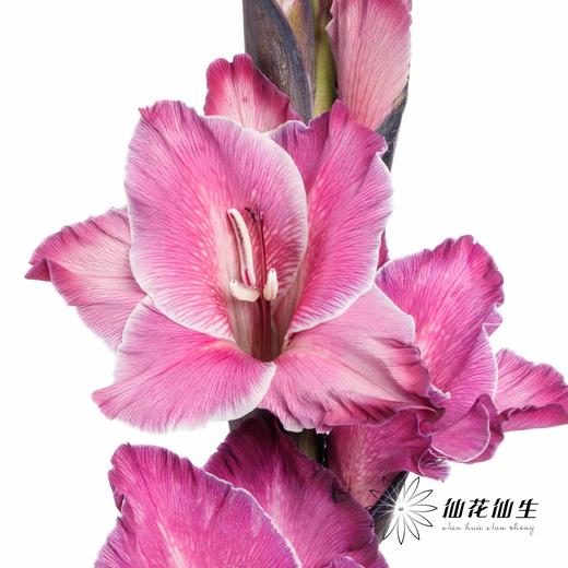 染色剑兰 | 洋葱紫(上色不一,介意慎拍) 商品图0