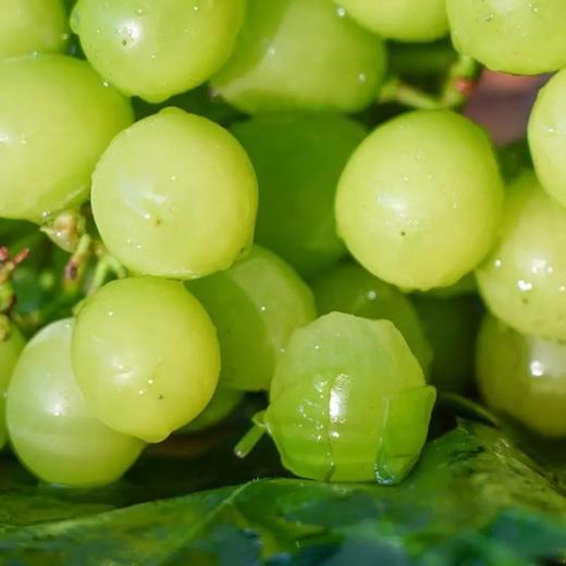 《预售》--0593【国企严选，山海食材】阳光玫瑰(5斤装含箱) 商品图3