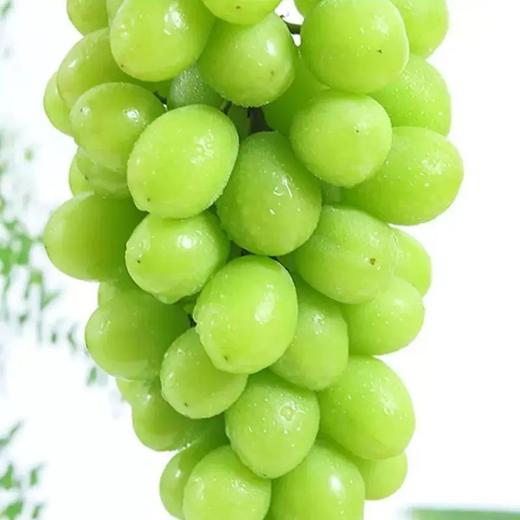 《预售》--0593【国企严选，山海食材】阳光玫瑰(5斤装含箱) 商品图2