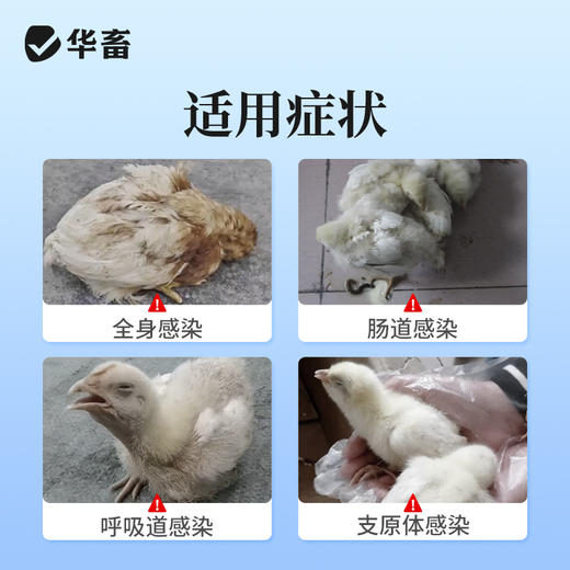 华畜盐酸大观霉素林可霉素可溶性粉兽用鸡用支原体猪肠炎兽药 商品图1