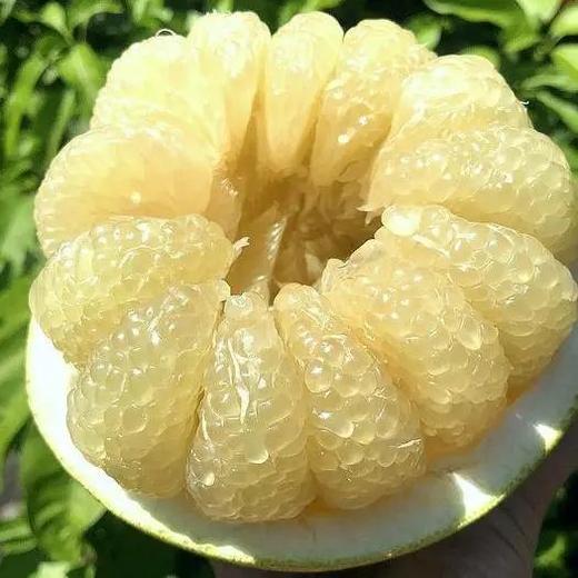 国产青柚来啦，4-4.5斤49.9云南西双版纳傣柚糖度可达15媲美泰国青柚还没出省就被本地人抢光的傣家之宝️ 吃到都是运气️基地直邮 商品图4