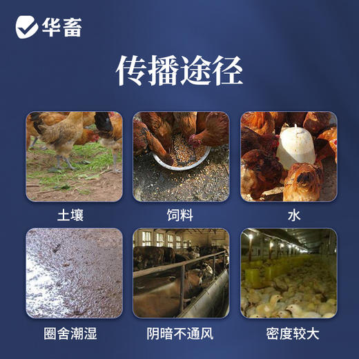 华畜盐酸氨丙啉磺胺喹噁啉钠可溶性粉 抗球虫病鸡鸭鹅球虫病专用药 F 商品图3