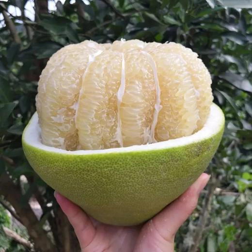 国产青柚来啦，4-4.5斤49.9云南西双版纳傣柚糖度可达15媲美泰国青柚还没出省就被本地人抢光的傣家之宝️ 吃到都是运气️基地直邮 商品图10