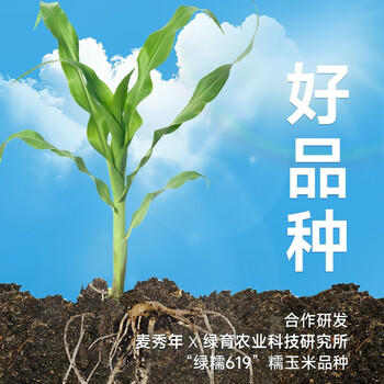 麦秀年早安大苞米东北黄糯玉米2.4斤200g*6穗软糯香甜真空家庭装早餐 /粮油调味 /杂粮 /谷米类 商品图4