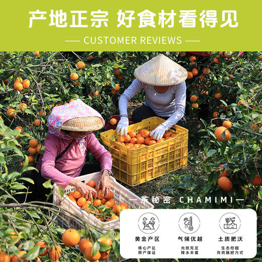 茶秘密 全家都能喝的10款养养茶 三伏天喝出健康 I  古法配方 真材实料 0糖0香精0防腐剂 独立茶包超方便 商品图6