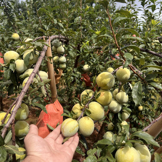 【云南黄金奈李】顺丰到家 新鲜采摘 皮薄肉脆 果肉细腻 清爽甘甜 鲜嫩多汁 果香怡人 恰当好处的甜蜜 3种规格任选 商品图2