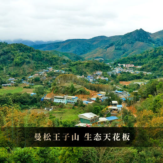 2025年头春【曼松单株】【月底高货放漏冲刺】曼松王子山古树单株“茶界象牙塔的顶端”每一片叶子都来自24号茶农：李学平，357克/饼 茶友必囤！！ 商品图8