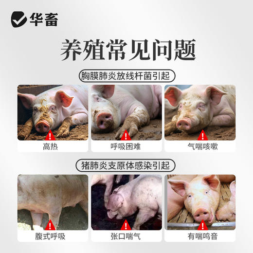 华畜  20%水溶替米考星预混剂100g   链球菌  支原体感染 商品图1