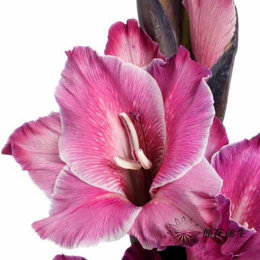 染色剑兰 | 洋葱紫(上色不一,介意慎拍) 商品图3