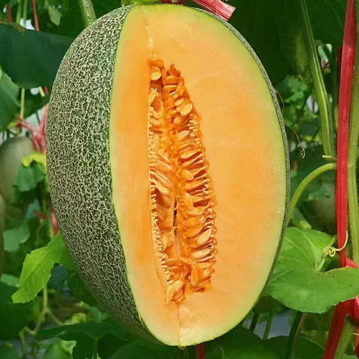 【果园直发】海南哈密瓜 香甜多汁果香浓郁 商品图3