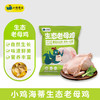 小鸡海蒂·太行山生态老母鸡1只装 1.15kg【LXGWZQ1.0】 商品缩略图1