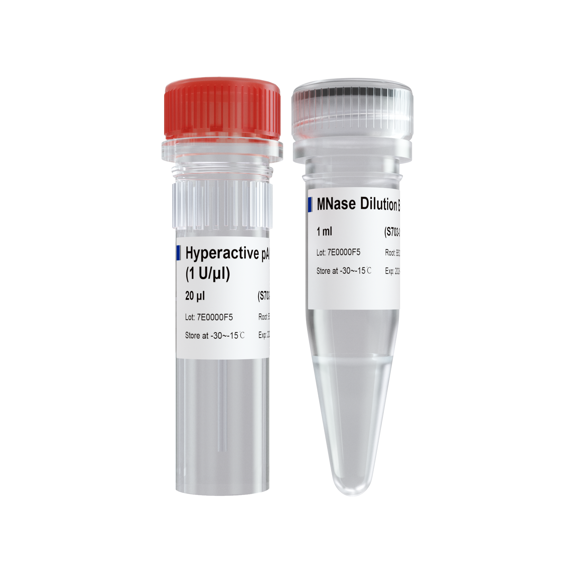 Hyperactive pA/G-MNase for CUT&RUN