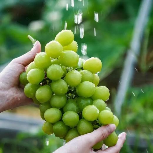 《预售》--0593【国企严选，山海食材】阳光玫瑰(5斤装含箱) 商品图1