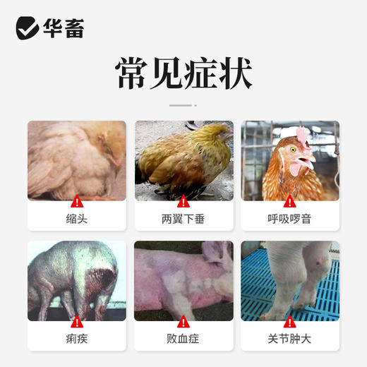 华畜30%盐酸恩诺沙星可溶性粉 气喘咳嗽 关节肿大 进口溶剂 吸收更好 细菌性疾病 支原体感染 商品图1