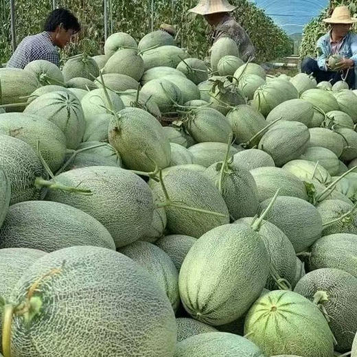 【果园直发】海南哈密瓜 香甜多汁果香浓郁 商品图4