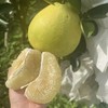 国产青柚来啦，4-4.5斤49.9云南西双版纳傣柚糖度可达15媲美泰国青柚还没出省就被本地人抢光的傣家之宝️ 吃到都是运气️基地直邮 商品缩略图1