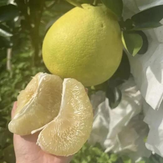 国产青柚来啦，4-4.5斤49.9云南西双版纳傣柚糖度可达15媲美泰国青柚还没出省就被本地人抢光的傣家之宝️ 吃到都是运气️基地直邮 商品图1