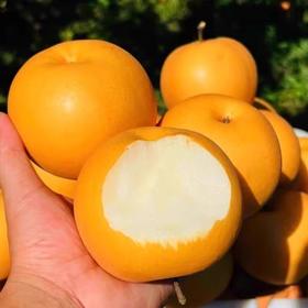 【顺丰发货】当季现摘山东秋月梨脆甜多汁