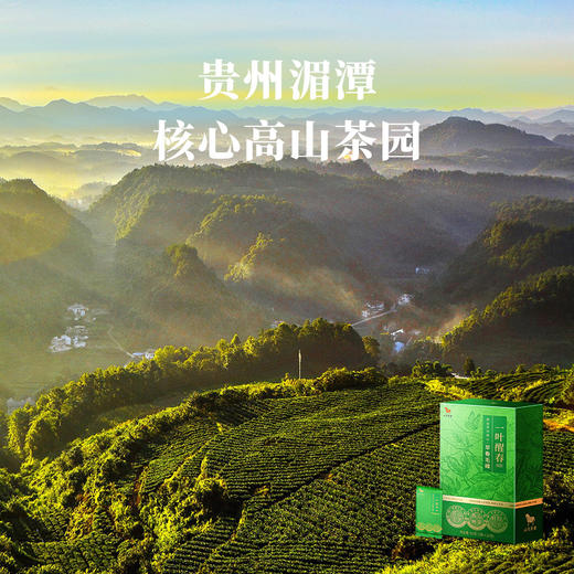 【2026年春茶】八马茶业 | 一叶醒春贵州高山绿茶早春毛峰60g 商品图3