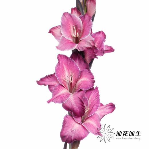 染色剑兰 | 洋葱紫(上色不一,介意慎拍) 商品图1