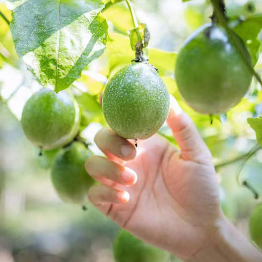 【掌柜好物】钦蜜9号百香果 商品图3