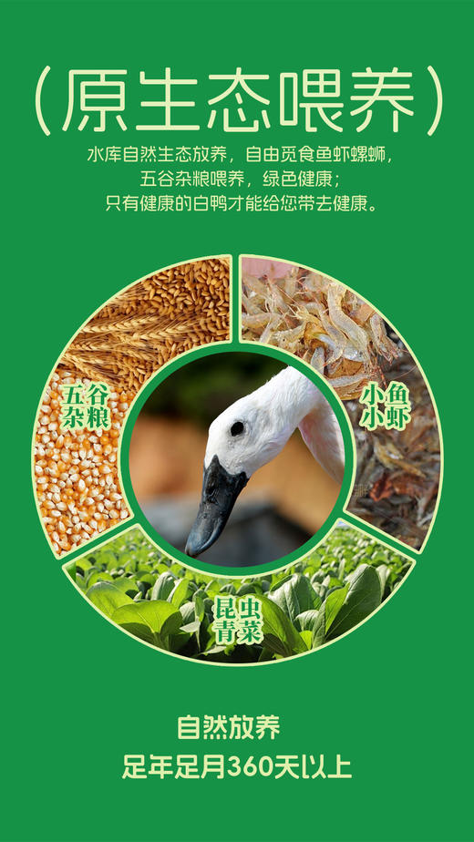 汤丞御品540天白鹜鸭 商品图3