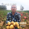 生态土豆粉皮 200g/袋 | 合作农友生产，产自内蒙乌兰察布，生产者：孔振华 ＆【公平贸易农人定价】 商品缩略图4