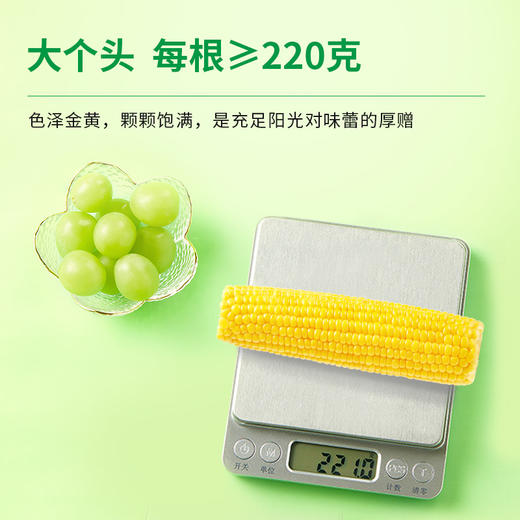 十月稻田 开袋即食 水果玉米/黑糯玉米 商品图3